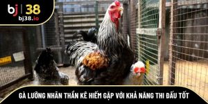 gà lưỡng nhãn